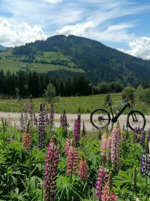 IMG_20240604_143248.jpg | © Wildschönau Tourismus